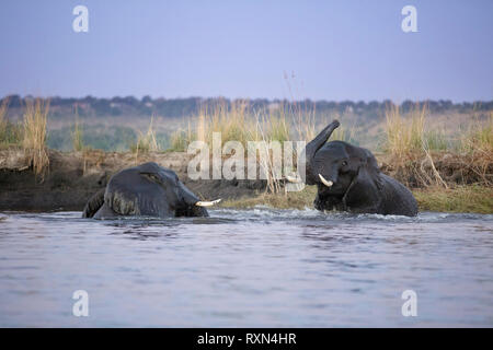 Elefanten im Chobe River, Botswana. Stockfoto