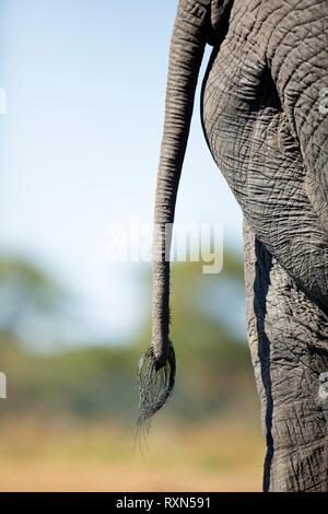 Eine Nahaufnahme Detail eines Elefanten im Chobe National Park, Botswana. Stockfoto