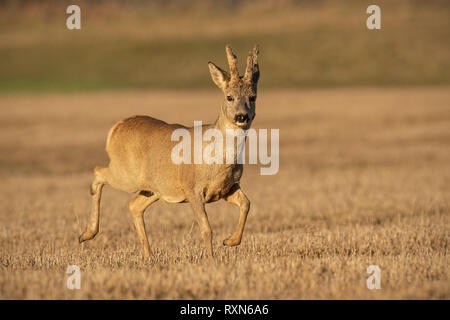 Rehe Buck im Winter Beschichtung mit Geweih in Samt Stockfoto