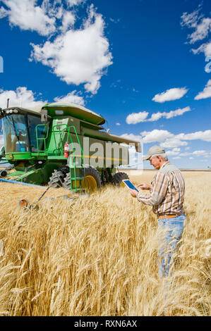 Landwirt mit einem Tablet vor seinem Mähdrescher während der Hartweizen Ernte, in der Nähe von Ponteix, Saskatchewan, Kanada Stockfoto