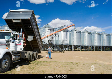 Ein Landwirt entlädt ein Korn Lkw mit Hartweizen in ein Korn-lagerung-bin geladen, während der Ernte, in der Nähe von Ponteix, Saskatchewan, Kanada Stockfoto