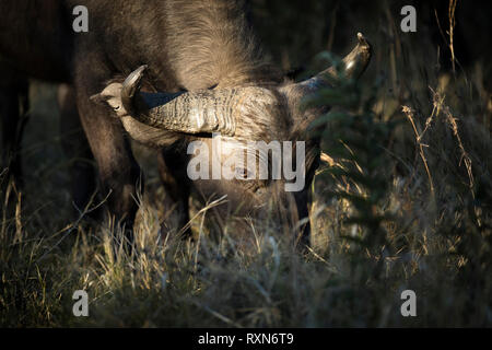 Ein Büffel in den Chobe National Park, Botswana. Stockfoto