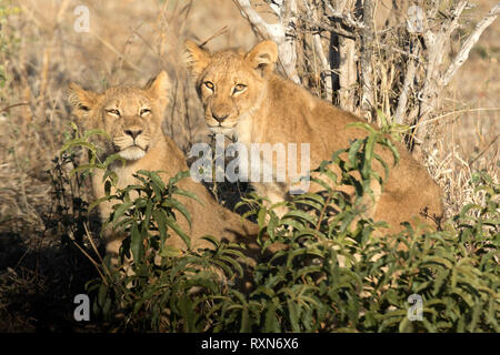 Lion Cub in Chobe National Park. Stockfoto