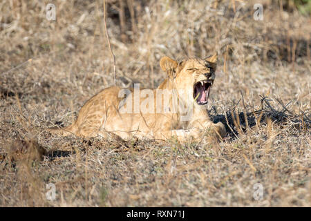 Ein junger Löwe cub Gähnen ihre Zähne Stockfoto