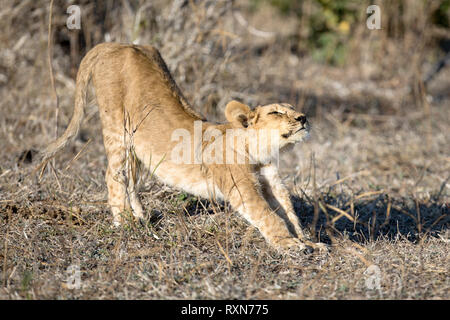 Ein lion Cub erstreckt sich im Morgenlicht Stockfoto