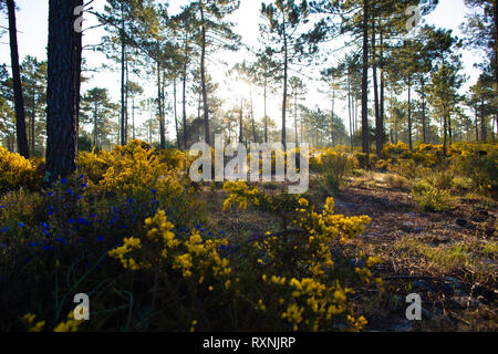 Sonnenaufgang in den Pinienwäldern Comporta im Frühling Stockfoto