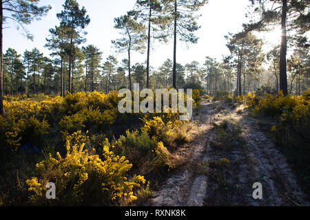 Sonnenaufgang in den Pinienwäldern Comporta im Frühling Stockfoto