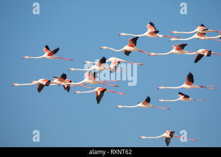 Schwarm der fliegende Flamingos im De Mond Coastal Nature Reserve, Südafrika Stockfoto