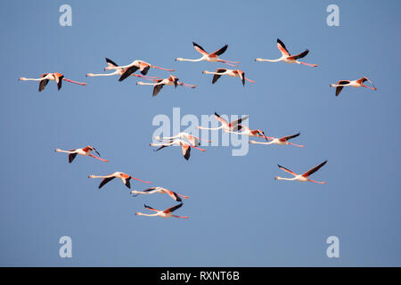 Schwarm der fliegende Flamingos im De Mond Coastal Nature Reserve, Südafrika Stockfoto