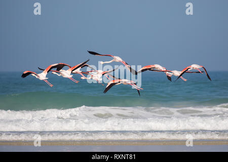 Schwarm der fliegende Flamingos im De Mond Coastal Nature Reserve, Südafrika, mit blauen Indischen Ozean Wellen im Hintergrund Stockfoto