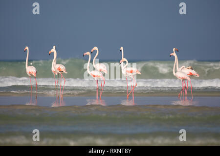 Schwarm der ständigen Flamingos im De Mond Coastal Nature Reserve, Südafrika, mit blauen Indischen Ozean Wellen im Hintergrund Stockfoto