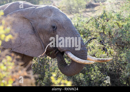 Portrait von Elefanten essen in Addo Elephant National Park Port Elizabeth - Südafrika Stockfoto