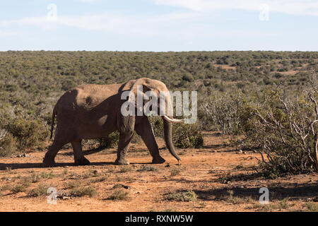 Elefanten marschieren in Bush im Addo Elephant National Park Port Elizabeth - Südafrika Stockfoto