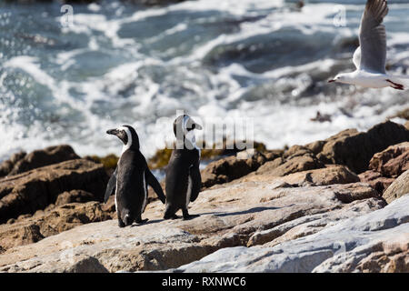 Paar African Penguin, Spheniscus demersus, stehend in Betty's Bay, Südafrika Stockfoto