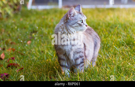 Hypoallergen langhaarige Pet der Sibirischen Katze im Garten, cute kitten Stockfoto