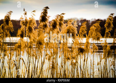 Landschaft mit See bei Fincken, Deutschland Stockfoto