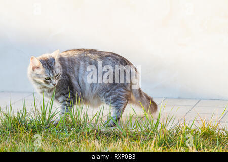 Hypoallergen langhaarige Pet der Sibirischen Katze im Garten, schöne Kitten Stockfoto