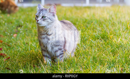 Hypoallergen langhaarige Pet der Sibirischen Katze im Garten, liebenswerte Kätzchen Stockfoto