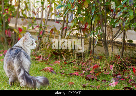 Hypoallergen langhaarige Pet der Sibirischen Katze im Garten, schöne Kitten Stockfoto