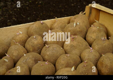 König Edward Pflanzkartoffeln chitted bereit für das Einpflanzen. Stockfoto