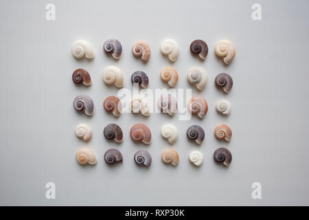 Spirale seashells Muster auf weißem Hintergrund aus einem hohen Winkel anzeigen isoliert Stockfoto