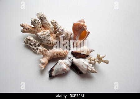 Thai Muscheln und Korallen Zusammensetzung auf weißem Hintergrund Stockfoto