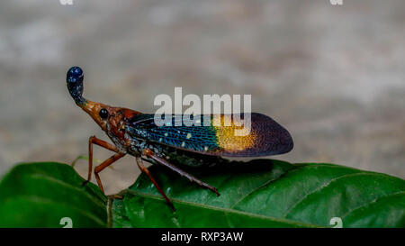 Nahaufnahme der Laterne bug (Pyrops sp), genannt von systemeigenen Stamm von Borneo (Dayaknese) als Dalung uloi und geglaubt hat magische Kraft Stockfoto