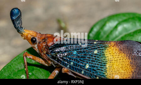 Nahaufnahme der Laterne bug (Pyrops sp), genannt von systemeigenen Stamm von Borneo (Dayaknese) als Dalung uloi und geglaubt hat magische Kraft Stockfoto