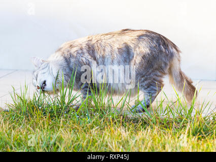 Hypoallergen langhaarige Pet der Sibirischen Katze im Garten, cute kitten Stockfoto