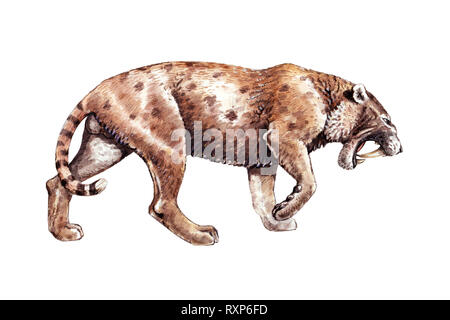 Saber Tooth Katze auf der Jagd. Tiere Abbildung. Säbelzahntiger Cat Attack. Stockfoto