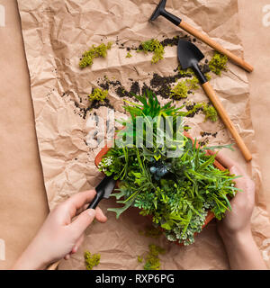 Gärtner Hände Pflanzen Blume im Topf auf Handwerk Papier Stockfoto