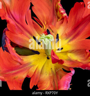 Farbenfrohe Makro Fotografie des Inneren eines isolierten Wide Open Papagei Tulpe Blüte in Pop-Art-Farben auf schwarzem Hintergrund Stockfoto