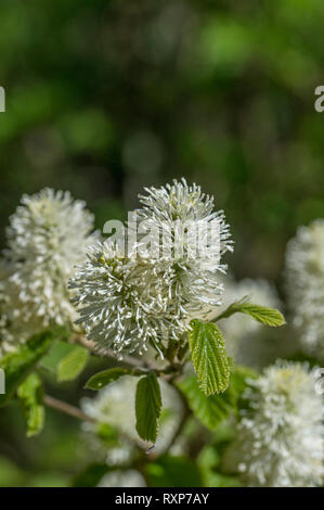 Fothergilla großen Monticola Gruppe Stockfoto