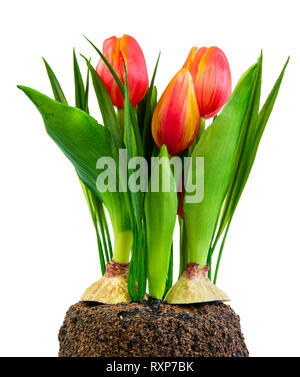 Spring deco mit künstlichen orange Tulpen isoliert auf weißem Stockfoto