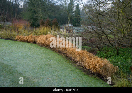 Hakonechloa macra mit Cornus pumila 'Flaviramea' im Winter. RHS Garden Harlow Carr Stockfoto