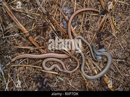 Langsam Würmer - Anguis fragilis Sonnenbaden auf den Komposthaufen Stockfoto