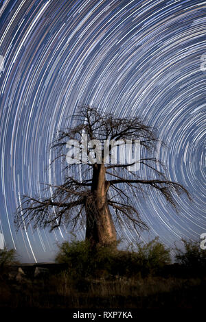 Ein star Trail über ein Baobab Baum Stockfoto