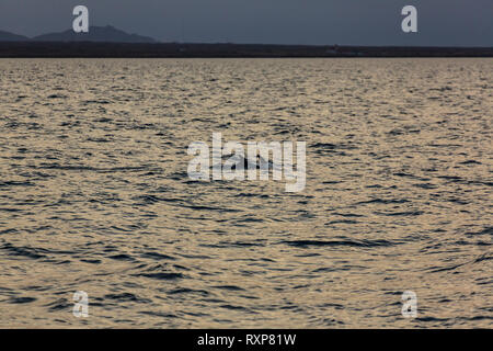 (Avahi albirostris), Südliche Island, Island, Europa Stockfoto