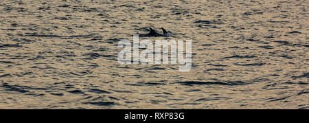 (Avahi albirostris), Südliche Island, Island, Europa Stockfoto