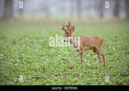 Rehe Buck mit großen Geweih im Velvet zu Fuß auf einem Feld mit kopieren. Stockfoto