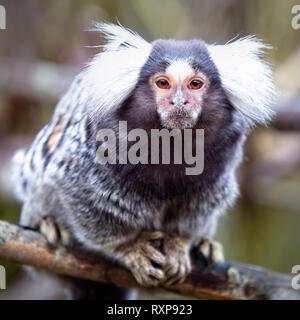 Porträt einer unverlierbaren Krallenaffen. Stockfoto