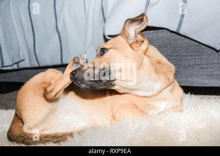 Süße braune Welpen auf ein Schaf Wolldecke - kleiner Hund kratzen und relaxinf im Wohnzimmer der modernen Haus Stockfoto