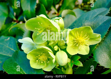 Grün-blühende Christrosen (Helleborus viridis) blühen im Frühjahr in Sussex, England, Großbritannien Stockfoto