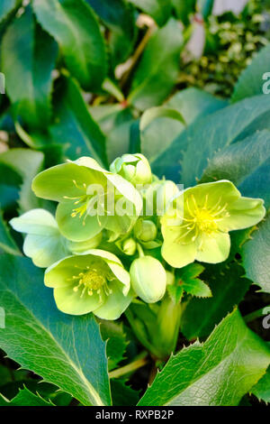 Grün-blühende Christrosen (Helleborus viridis) blühen im Frühjahr in Sussex, England, Großbritannien Stockfoto