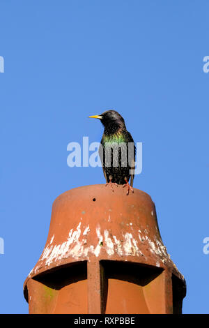 Single Starling thront auf einem Topf terrakotta Schornstein auf dem Dach von Haus Stockfoto