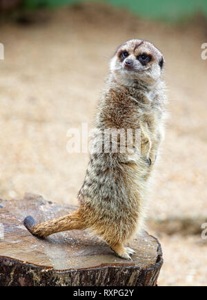 Erdmännchen oder Erdmännchen (Suricata suricatta), captive Tier, stehend auf einem Baumstumpf. Stockfoto