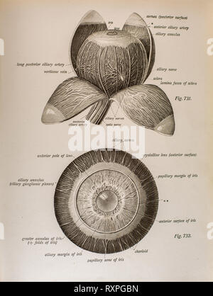 Anatomie der menschlichen Augen Stockfoto