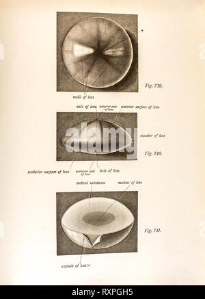 Anatomie der menschlichen Augen Stockfoto