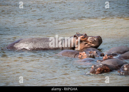 Flusspferd (Hippopotamus amphibius) in den Untiefen von Victoria Nil Murchison Falls National Park, Northern Uganda suhlen, Ostafrika Stockfoto