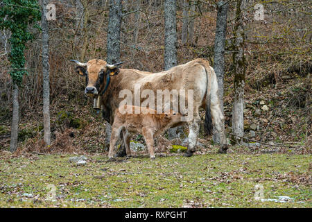 Aubrac Kuh und Kalb, Überwinterung im Tal, Tarascon sur Ariège, Ariège, Französischen Pyrenäen, Pyrenäen, Frankreich, EU Stockfoto